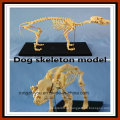 Hot Selling Dog Skeleton Model for Education